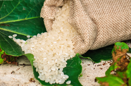 大米加工成特质米损失重量，主要营养成分流失